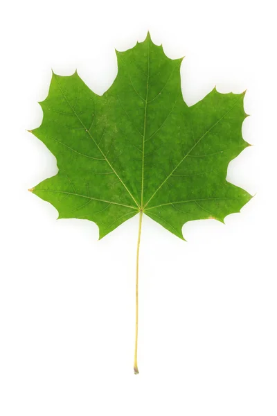Beautiful green maple leaf isolated on white — Stock Photo, Image