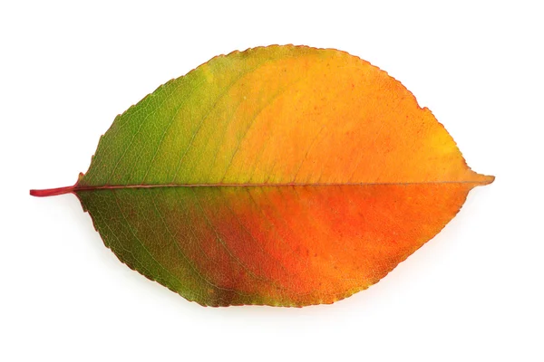 Levande höst löv isolerad på vit — Stockfoto