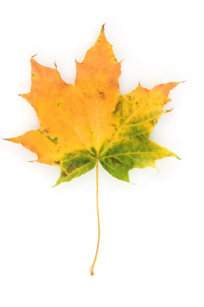 Żywe jesień klon liść na białym tle — Zdjęcie stockowe