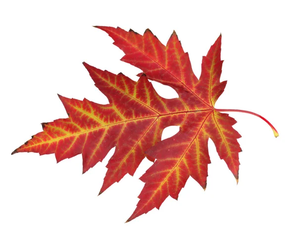 Яркий осенний кленовый лист, изолированный на белом — стоковое фото