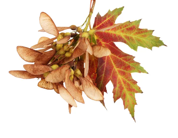 Javor osivo a podzimní list izolovaných na bílém — Stock fotografie