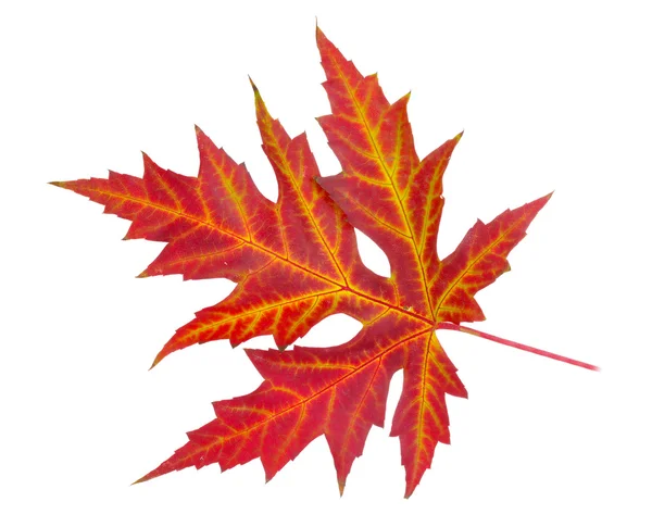 Vivid autumn maple leaf isolated on white — Stock Photo, Image