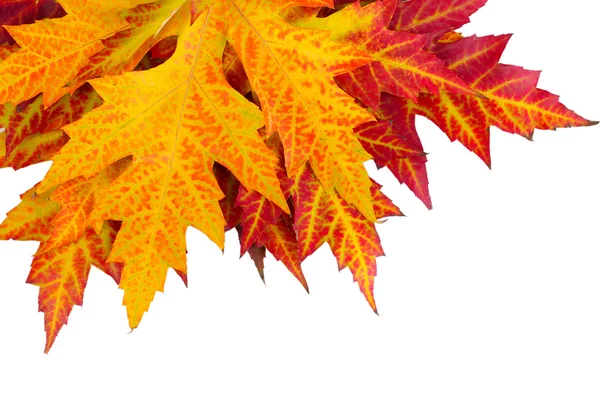 Яркие осенние кленовые листья, изолированные на белом — стоковое фото