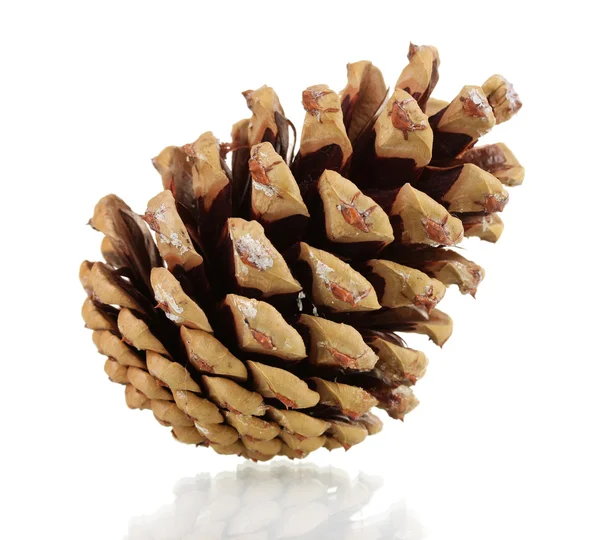 Bonito cone de pinho isolado em branco — Fotografia de Stock