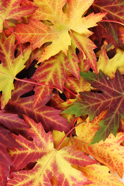 Красивый фон из ярких осенних листьев — стоковое фото