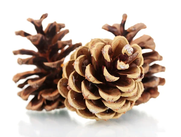 Three beautiful pine cones isolated on white — Stock Photo, Image
