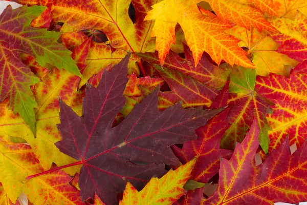 Beau fond de feuilles d'automne lumineuses — Photo