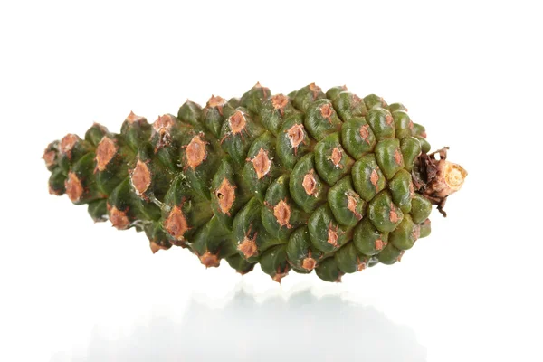 Beautiful pine cone isolated on white — Stock Photo, Image