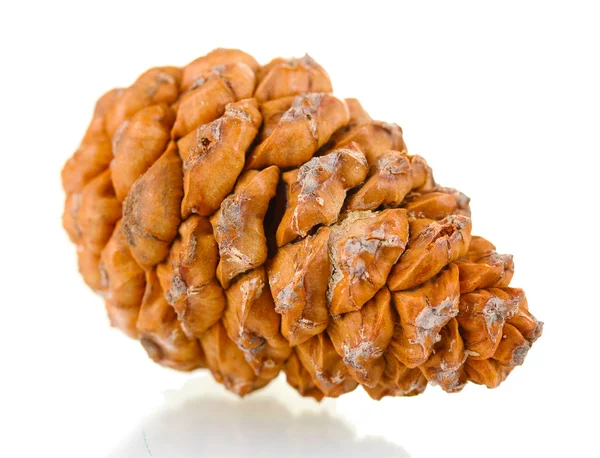 Beautiful pine cone isolated on white — Stock Photo, Image