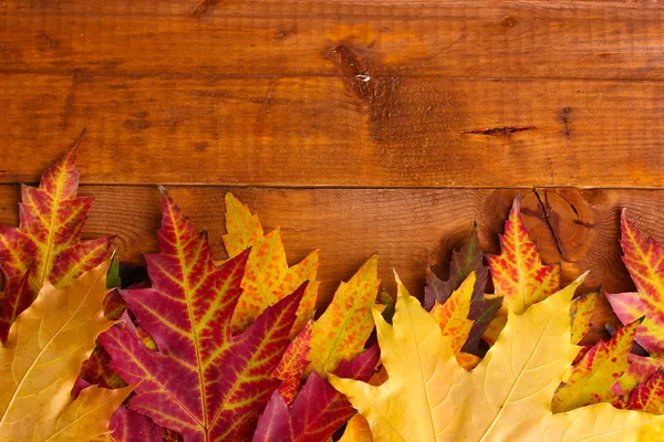 Vivide foglie d'acero autunnale su fondo di legno — Foto Stock