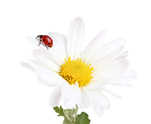 Ladybud assis sur la fleur de camomille isolé sur blanc — Photo