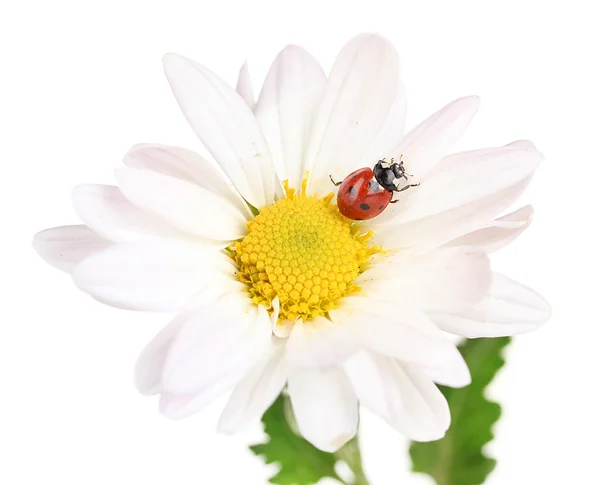 Ladybud sitting on chamomile flower isolated on white — Stock Photo, Image
