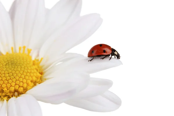坐在白色上孤立的洋甘菊花 ladybud — 图库照片