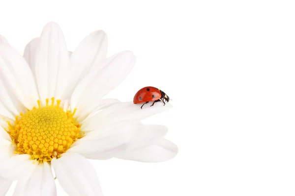 Ladybud siedzi na rumianek kwiat na białym tle — Zdjęcie stockowe