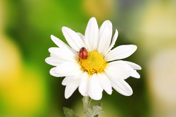 Ladybud siedzi na kwiat rumianku na zielonym tle — Zdjęcie stockowe