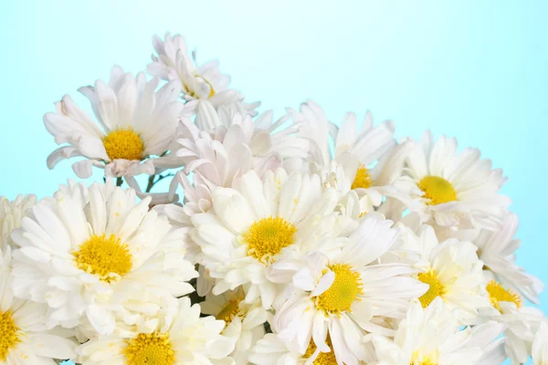 Schöner Strauß Gänseblümchen auf blauem Hintergrund — Stockfoto