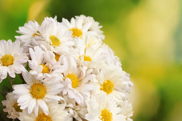 Beautiful bouquet of daisies on green background — Stock Photo, Image