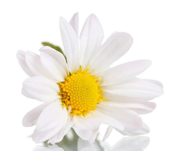Flor de manzanilla aislada en blanco — Foto de Stock