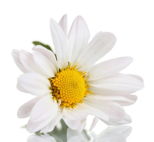 Beyaz papatya çiçeği. — Stok fotoğraf