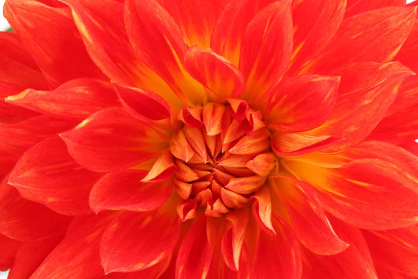 Red dahlia flower macro — Stock Photo, Image