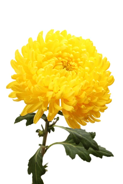 Yellow autumn chrysanthemum isolated on white — Stock Photo, Image
