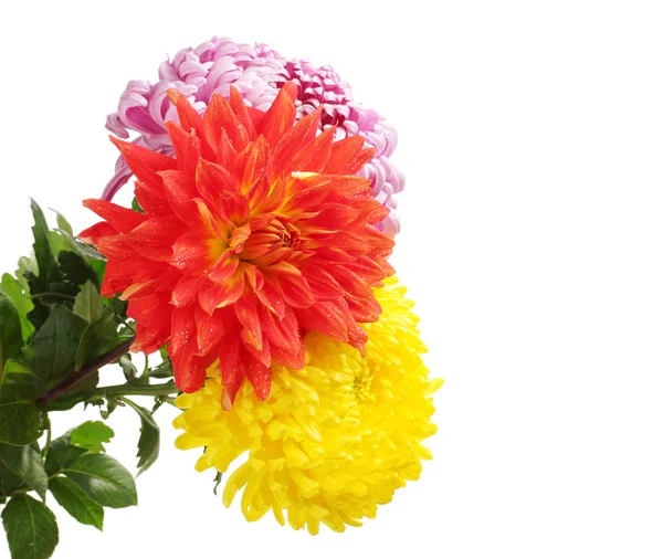 Colorful chrysanthemums isolated on white — Stock Photo, Image