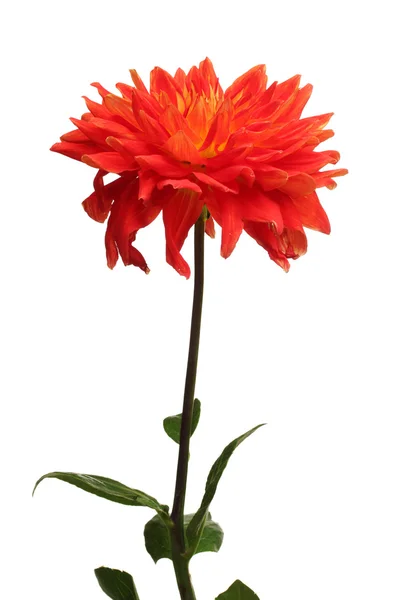 stock image Red dahlia flower isolated on white