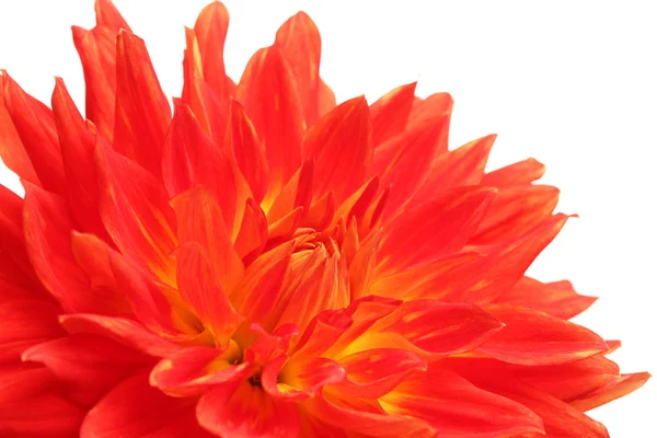 Flor de dalia roja aislada en blanco —  Fotos de Stock