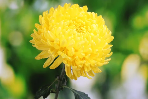 Yellow autumn chrysanthemum in the garden — Stock Photo, Image