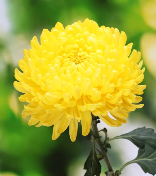 Crisantemo giallo autunnale in giardino — Foto Stock