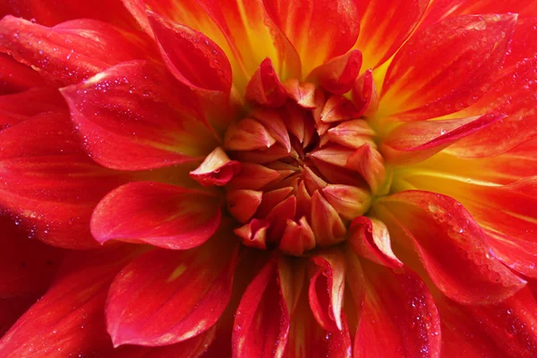 Macro fleur dahlia rouge — Photo