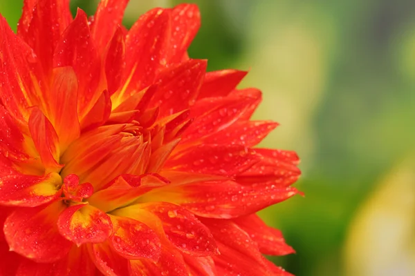 Flor de dalia roja de otoño en el jardín — Foto de Stock
