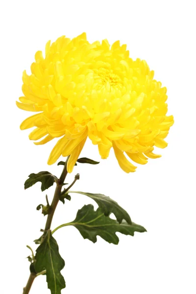 Crisantemo amarillo de otoño aislado en blanco — Foto de Stock