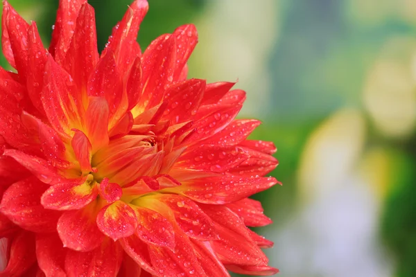 Flor de dalia roja de otoño en el jardín —  Fotos de Stock