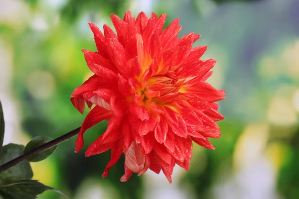 Red autumn dahlia flower in the garden — Stock Photo, Image