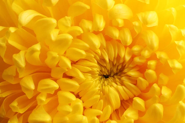 Sarı sonbahar krizantem makro — Stok fotoğraf