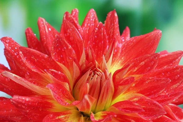 Röd höst dahlia blomma i trädgården — Stockfoto