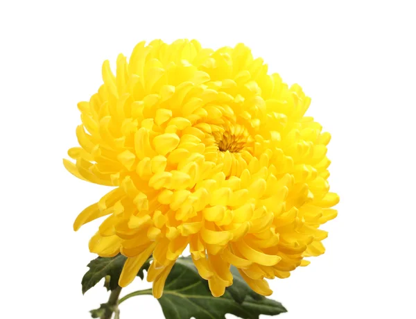 Yellow autumn chrysanthemum isolated on white — Stock Photo, Image
