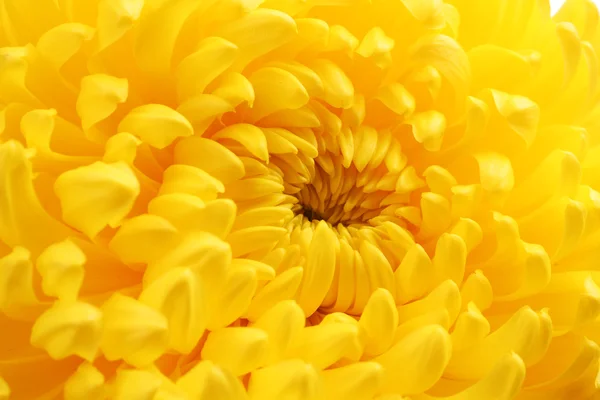 Желтая осенняя хризантема — стоковое фото