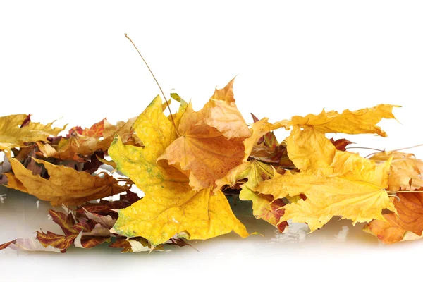 Folhas secas de outono isoladas em branco — Fotografia de Stock