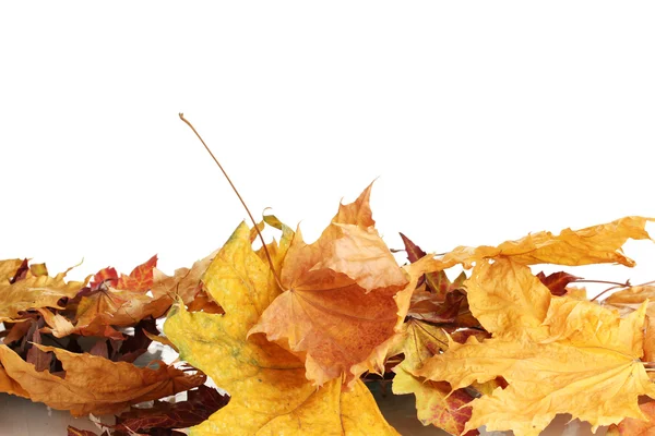 干燥秋天的树叶上白色隔离 — 图库照片