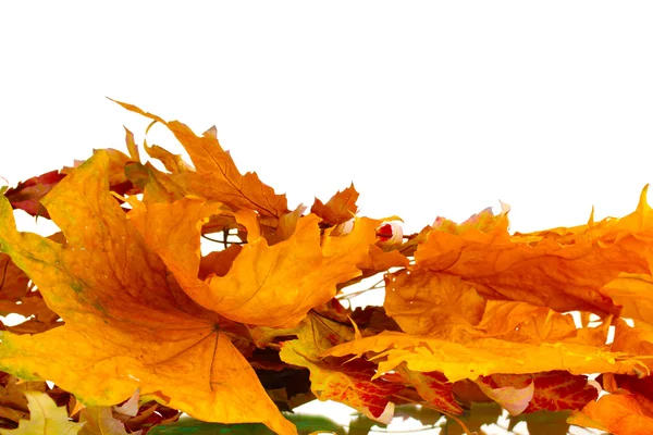 Feuilles d'automne sèches isolées sur blanc — Photo