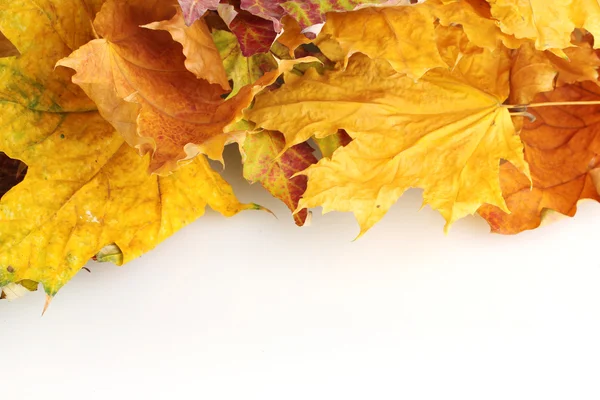 白で隔離される秋の葉を乾燥します。 — ストック写真
