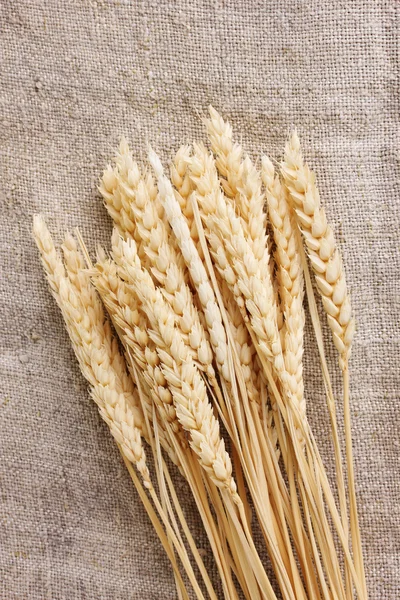 Uši pšenice na pytlovina closeup — Stock fotografie