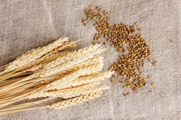 stock image Wheat and wheat-ears on burlap closeup