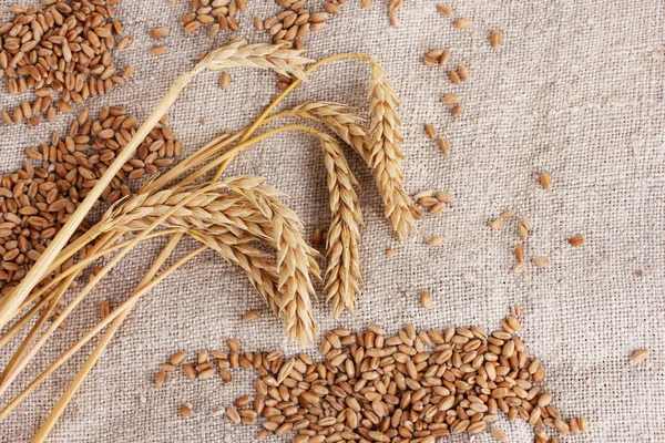 Пшеница и колосья пшеницы на крупном плане — стоковое фото