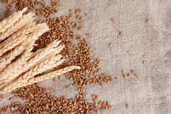 Trigo e espigas de trigo no fecho da serapilheira — Fotografia de Stock
