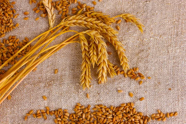 Trigo e espigas de trigo no fecho da serapilheira — Fotografia de Stock