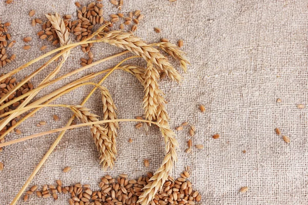 Пшеница и колосья пшеницы на крупном плане — стоковое фото