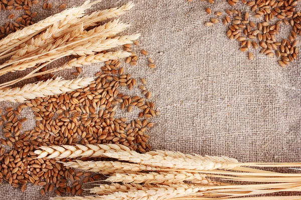 stock image Wheat and wheat-ears on burlap closeup